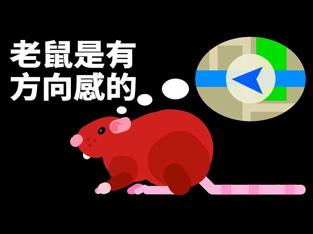 看到老鼠時該怎麼辦